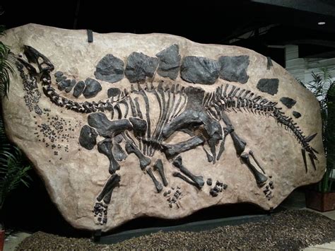 stegosaurus carbon dating